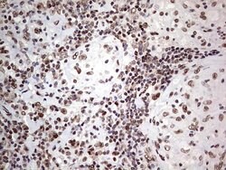 C14orf166 Mouse anti-Human, Clone: OTI4A3, lyophilized, TrueMAB 100 &mu;g;
