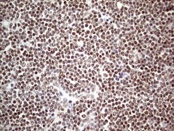 C14orf166 Mouse anti-Human, Clone: OTI4A3, lyophilized, TrueMAB 100 &mu;g;