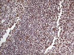 C14orf166 Mouse anti-Human, Clone: OTI4A3, lyophilized, TrueMAB 100 &mu;g;