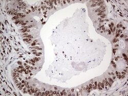 C14orf166 Mouse anti-Human, Clone: OTI4A3, lyophilized, TrueMAB 100 &mu;g;