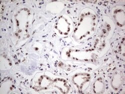 C14orf166 Mouse anti-Human, Clone: OTI4A3, lyophilized, TrueMAB 100 &mu;g;