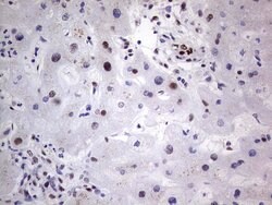 C14orf166 Mouse anti-Human, Clone: OTI4A3, lyophilized, TrueMAB 100 &mu;g;