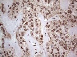 C14orf166 Mouse anti-Human, Clone: OTI4A3, lyophilized, TrueMAB 100 &mu;g;