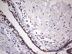 C14orf166 Monoclonal Antibody (OTI1B2), TrueMAB , OriGene 100 &mu;L; Unconjugated:Antibodies,