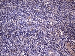 C14orf166 Monoclonal Antibody (OTI2C3), TrueMAB , OriGene 100 &mu;L; Unconjugated:Antibodies,