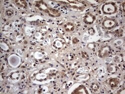 C14orf166 Monoclonal Antibody (OTI2C3), TrueMAB , OriGene 100 &mu;L; Unconjugated:Antibodies,