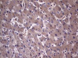 C14orf166 Monoclonal Antibody (OTI2C3), TrueMAB , OriGene 100 &mu;L; Unconjugated:Antibodies,