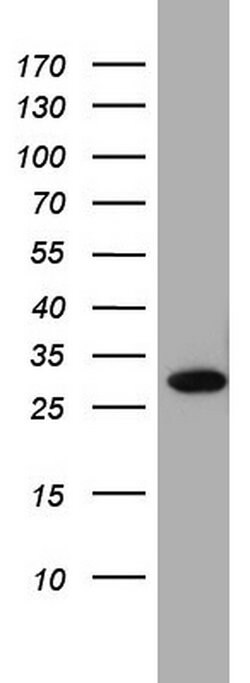 C14orf166 Monoclonal Antibody (OTI2A4), TrueMAB , OriGene 100 &mu;L; Unconjugated:Antibodies,