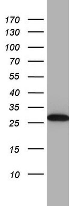 C14orf166 Monoclonal Antibody (OTI2D2), TrueMAB , OriGene 30 &mu;L; Unconjugated:Antibodies,