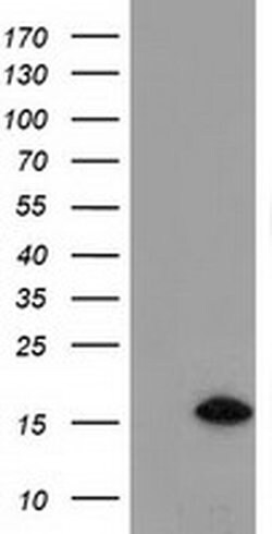 C15orf40 Monoclonal Antibody (OTI1D8), TrueMAB , OriGene:Antibodies:Primary