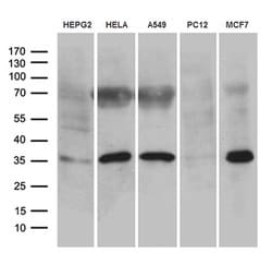 C16orf57 Monoclonal Antibody (OTI1B1), TrueMAB , OriGene 30 &mu;L; Unconjugated:Antibodies,