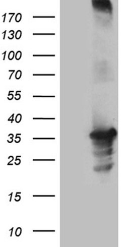 C16orf57 Monoclonal Antibody (OTI4B1), TrueMAB , OriGene:Antibodies:Primary