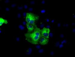 C17orf28 Monoclonal Antibody (OTI2H6), TrueMAB , OriGene:Antibodies:Primary