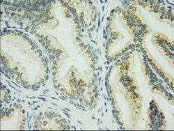 C17orf28 Monoclonal Antibody (OTI5C4), TrueMAB , OriGene 30 μL; Unconjugated:Antibodies,