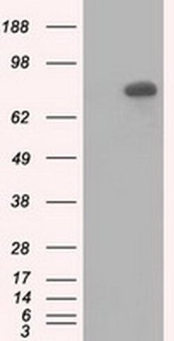 C17orf28 Monoclonal Antibody (OTI2H6), TrueMAB , OriGene:Antibodies:Primary