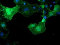 C17orf37 Monoclonal Antibody (OTI2D5), TrueMAB , OriGene 100 &mu;L; Unconjugated:Antibodies,