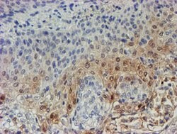 C17orf37 Mouse anti-Human, Clone: OTI1D4, lyophilized, TrueMAB 100 &mu;g;