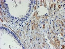 C17orf37 Mouse anti-Human, Clone: OTI4D4, liquid, TrueMAB 100 &mu;L; Unconjugated:Antibodies,