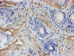 C17orf37 Mouse anti-Human, Clone: OTI4D4, liquid, TrueMAB 100 &mu;L; Unconjugated:Antibodies,