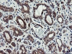 C17orf37 Monoclonal Antibody (OTI2D5), TrueMAB , OriGene 100 &mu;L; Unconjugated:Antibodies,
