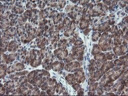 C17orf37 Monoclonal Antibody (OTI2D5), TrueMAB , OriGene 100 &mu;L; Unconjugated:Antibodies,