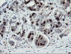 C17orf37 Monoclonal Antibody (OTI2D5), TrueMAB , OriGene 100 &mu;L; Unconjugated:Antibodies,