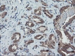 C17orf37 Monoclonal Antibody (OTI2D5), TrueMAB , OriGene 100 &mu;L; Unconjugated:Antibodies,