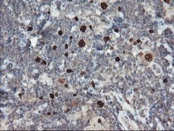 C17orf37 Monoclonal Antibody (OTI2D5), TrueMAB , OriGene 100 &mu;L; Unconjugated:Antibodies,
