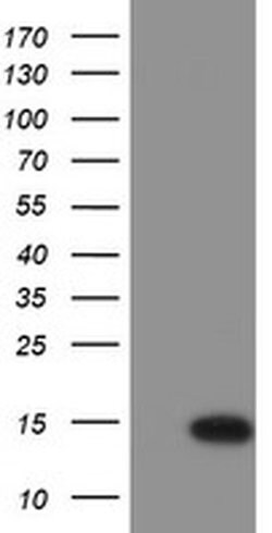 C17orf37 Monoclonal Antibody (OTI1D7), TrueMAB , OriGene 100 &mu;L | Buy Online | Origene Technologies | Fisher Scientific