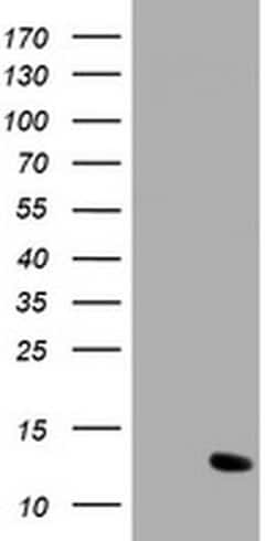 C17orf37 Monoclonal Antibody (OTI1E4), TrueMAB , OriGene 100 &mu;L; Unconjugated:Antibodies,