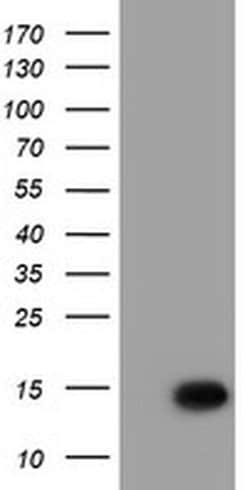 C17orf37 Monoclonal Antibody (OTI1G2), TrueMAB , OriGene 30 &mu;L; Unconjugated:Antibodies,