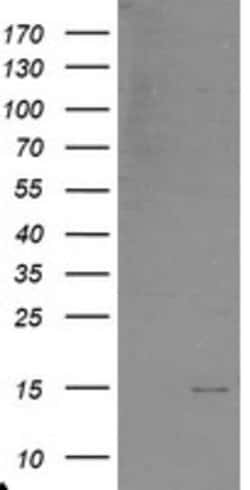 C17orf37 Mouse anti-Human, Clone: OTI1D4, lyophilized, TrueMAB 100 &mu;g;