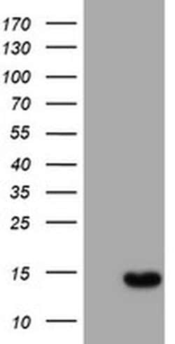 C17orf37 Monoclonal Antibody (OTI3D9), TrueMAB , OriGene 100 &mu;L; Unconjugated:Antibodies,