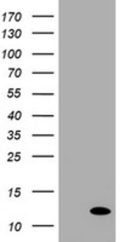 C17orf37 Mouse anti-Human, Clone: OTI3H9, lyophilized, TrueMAB 100 &mu;g;