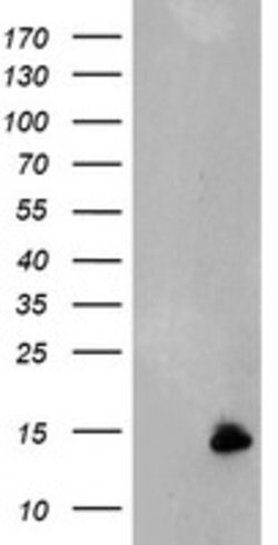 C17orf37 Mouse anti-Human, Clone: OTI1A3, lyophilized, TrueMAB 100 &mu;g;