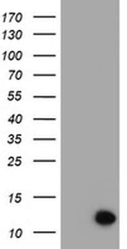 C17orf37 Monoclonal Antibody (OTI3D2), TrueMAB , OriGene:Antibodies:Primary