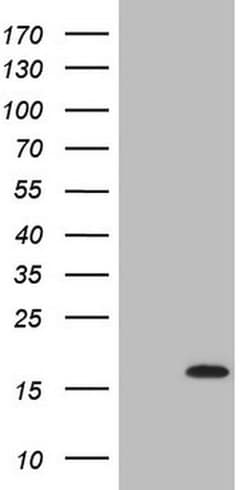 C17orf58 Monoclonal Antibody (OTI6E9), TrueMAB , OriGene:Antibodies:Primary