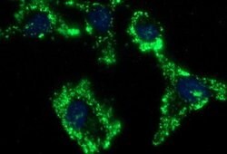 C17orf62 Monoclonal Antibody (OTI3B5), TrueMAB , OriGene 100 &mu;L; Unconjugated:Antibodies,