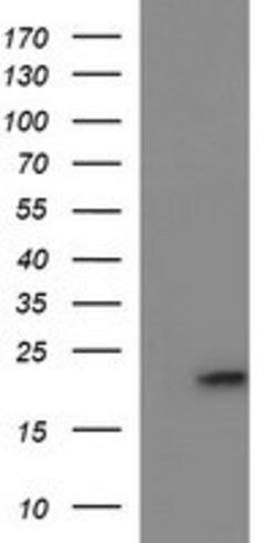 C17orf62 Mouse anti-Human, Clone: OTI3F10, lyophilized, TrueMAB 100 &mu;g;
