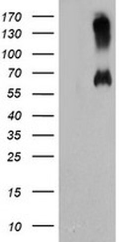 C18orf8 Monoclonal Antibody (OTI4E4), TrueMAB , OriGene 30 &mu;L | Buy Online | Origene Technologies | Fisher Scientific
