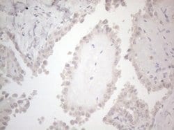 C19ORF80 Mouse anti-Human, Clone: OTI1C6, lyophilized, TrueMAB 100 &mu;g;