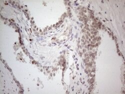 C19ORF80 Mouse anti-Human, Clone: OTI1C6, lyophilized, TrueMAB 100 &mu;g;