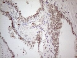C19ORF80 Monoclonal Antibody (OTI1C6), TrueMAB , OriGene 100 &mu;L; Unconjugated:Antibodies,
