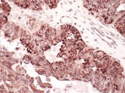 C1QBP Rabbit anti-Human, Mouse, Polyclonal, Bethyl Laboratories 100 &mu;L;