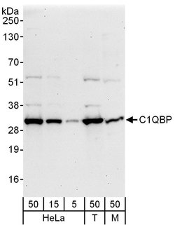 C1QBP Rabbit anti-Human, Mouse, Polyclonal, Bethyl Laboratories 100 &mu;L;