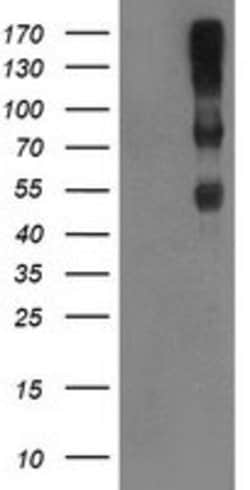 C1R Mouse anti-Canine, Human, Clone: OTI1F1, lyophilized, TrueMAB 100 &mu;g;