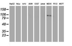 C1R Mouse anti-Canine, Human, Clone: OTI1F1, lyophilized, TrueMAB 100 &mu;g;