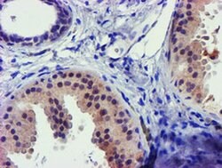 C1S Mouse anti-Human, Clone: OTI1G1, liquid, TrueMAB 100 &mu;L; Unconjugated:Antibodies,