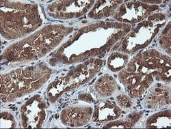 C1S Mouse anti-Human, Clone: OTI2D11, liquid, TrueMAB 100 &mu;L; Unconjugated:Antibodies,