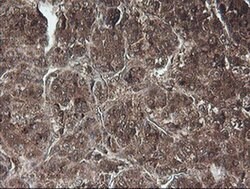 C1S Mouse anti-Human, Clone: OTI2D11, liquid, TrueMAB 100 &mu;L; Unconjugated:Antibodies,